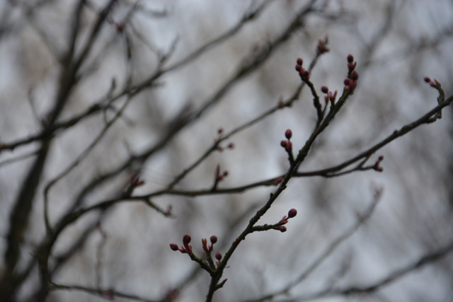 DSC_0195.jpg