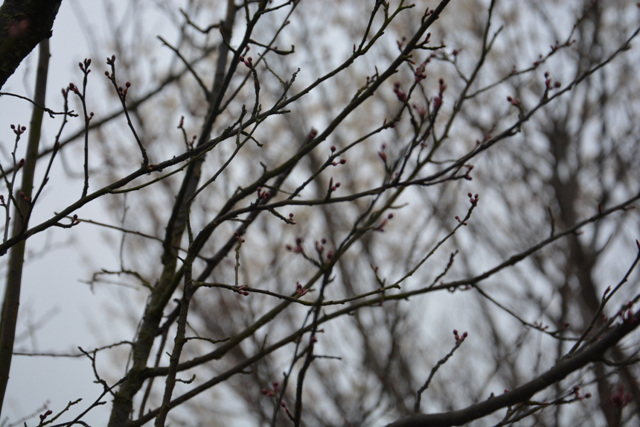 DSC_0196.jpg