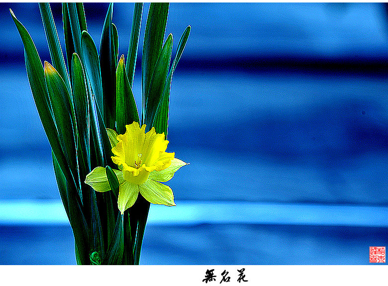 DSC_1132_副本.jpg无名花.jpg