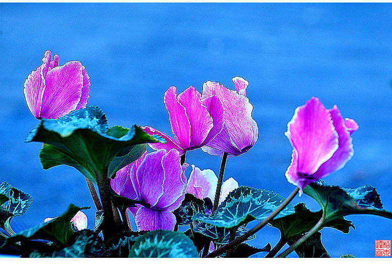 DSC_1122_副本.jpg芙蓉花.jpg