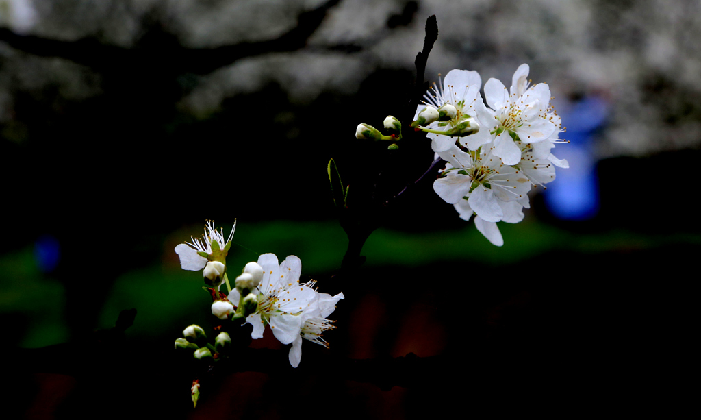 5G7A8115_副本.jpg
