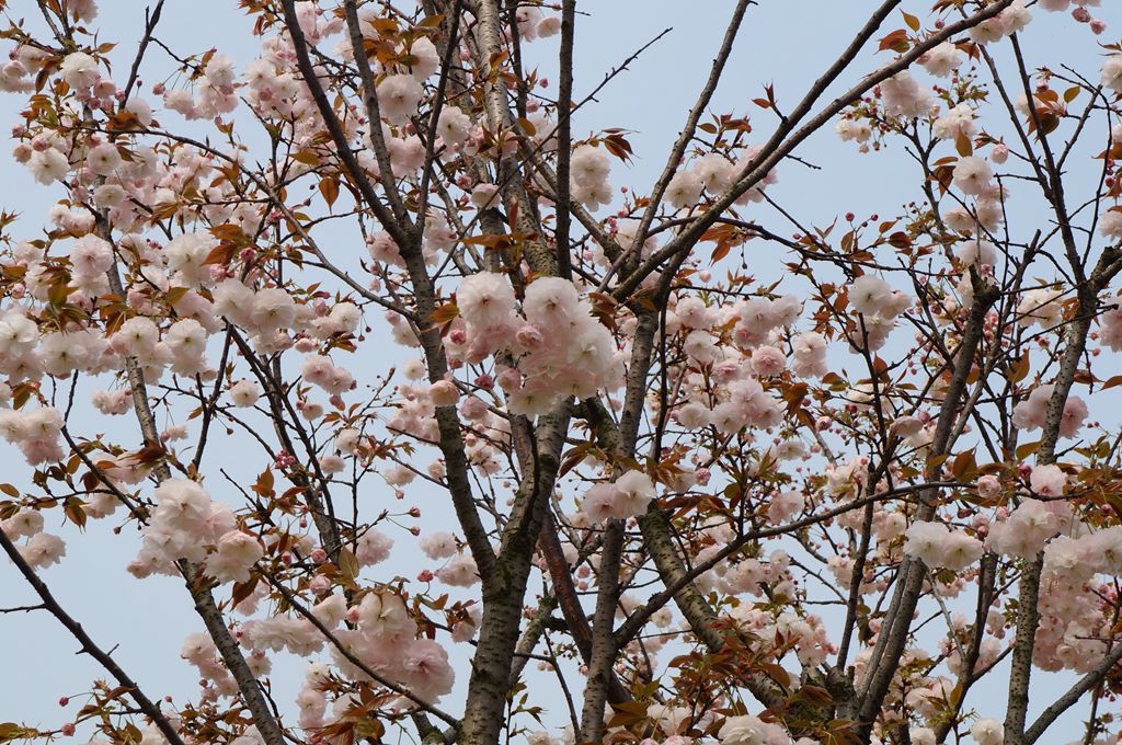 DSC07498_副本.jpg