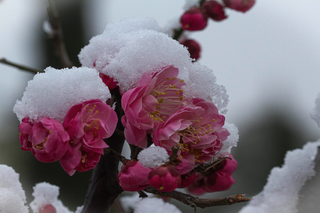 红梅映雪.jpg