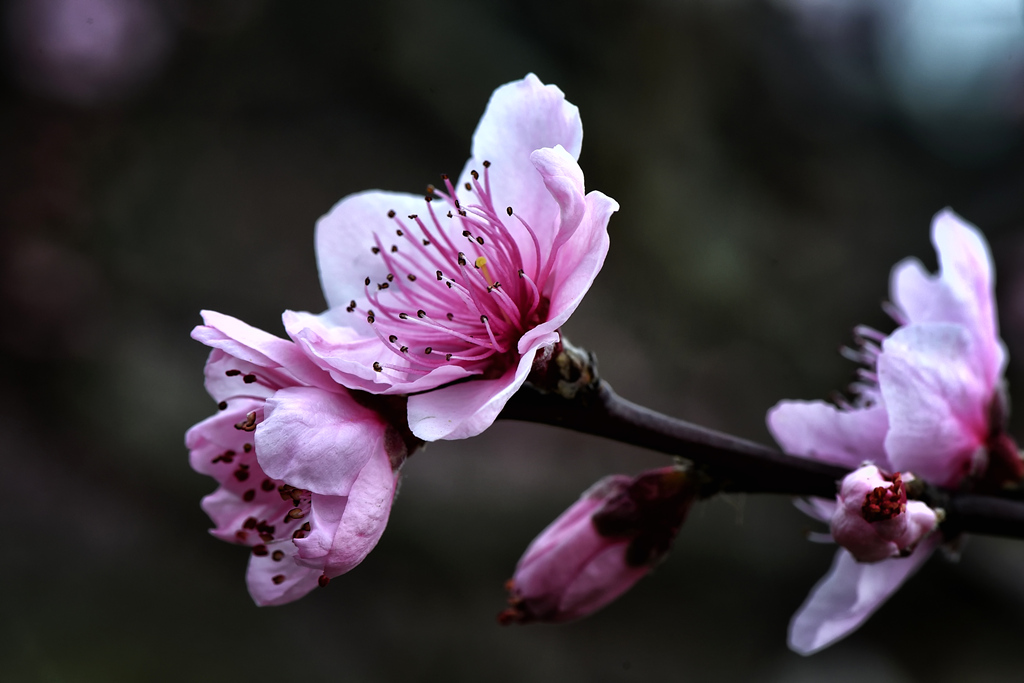 2015.03.07石牛山桃花 004_副本.jpg