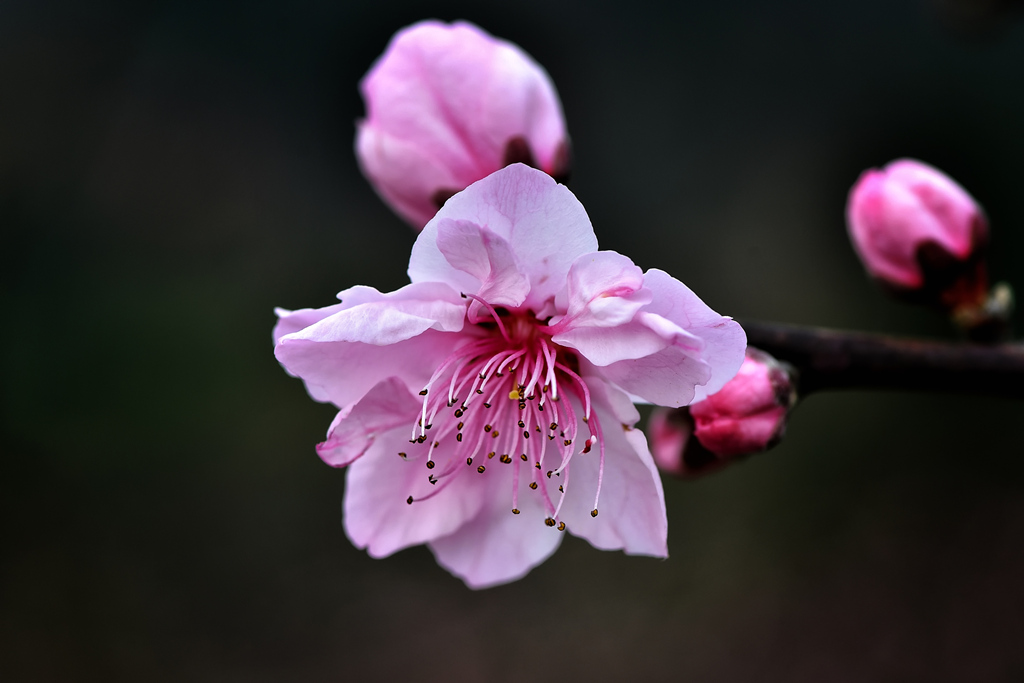 2015.03.07石牛山桃花 015_副本.jpg