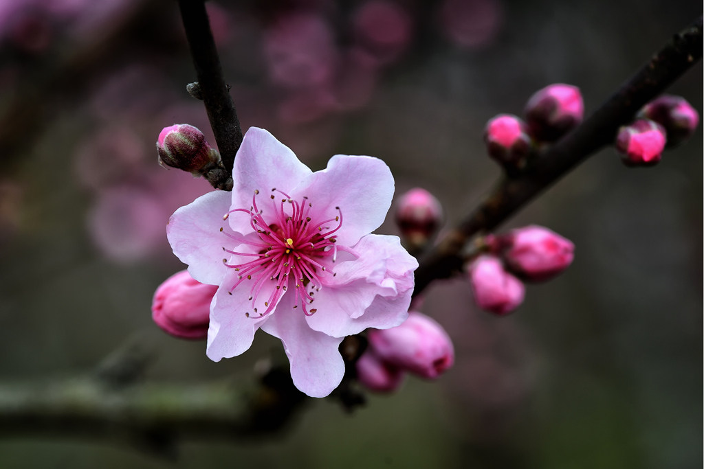 2015.03.07石牛山桃花 017_副本.jpg