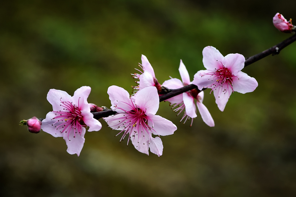 2015.03.07石牛山桃花 020_副本.jpg