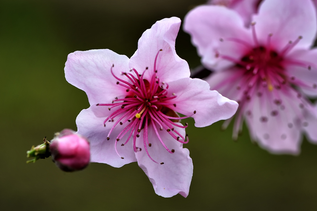 2015.03.07石牛山桃花 021_副本.jpg