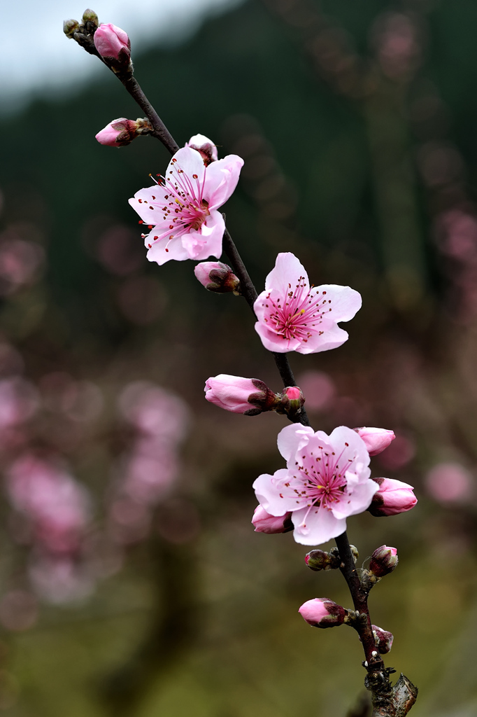 2015.03.07石牛山桃花 023_副本.jpg