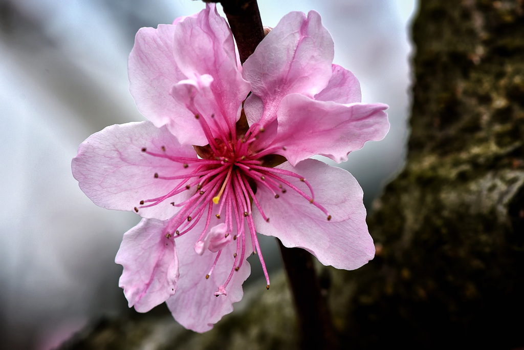 2015.03.07石牛山桃花 032_副本.jpg