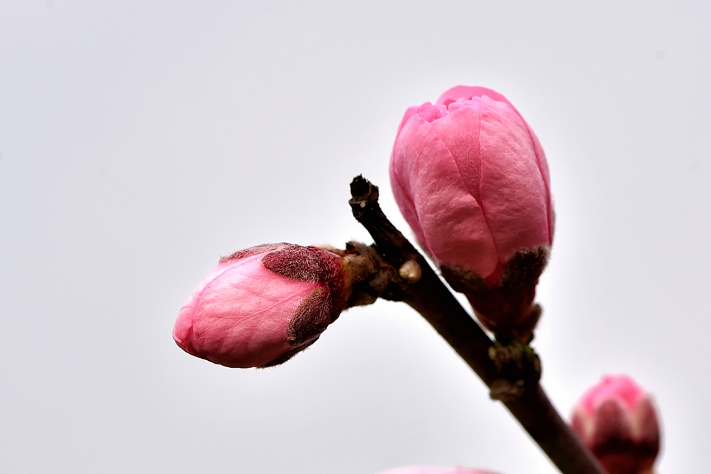 2015.03.07石牛山桃花 042_副本.jpg