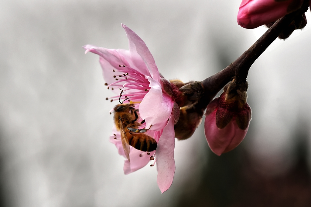 2015.03.07石牛山桃花 046_副本.jpg