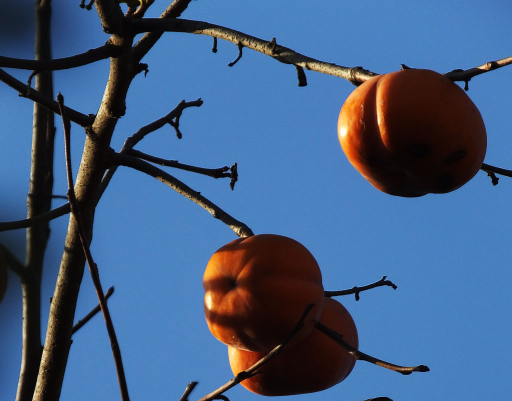 DSCF5512.JPG