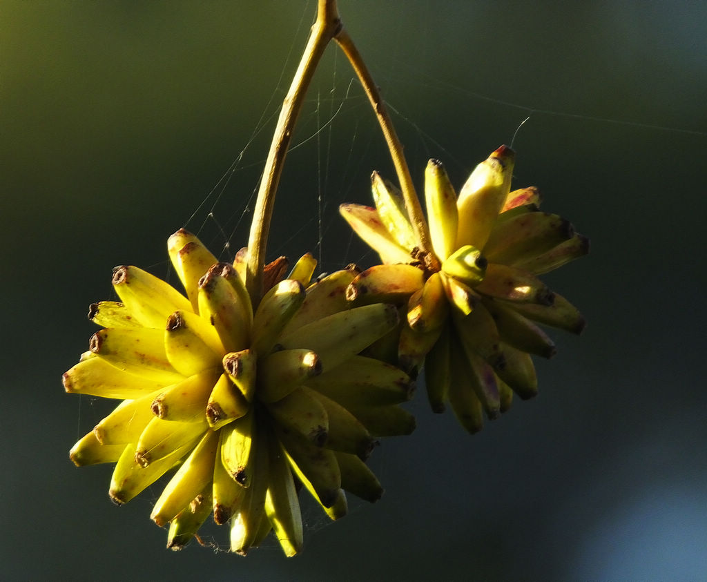 DSCF5521.JPG