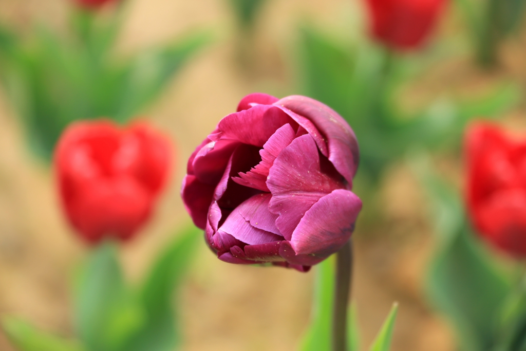 160A3949.jpg