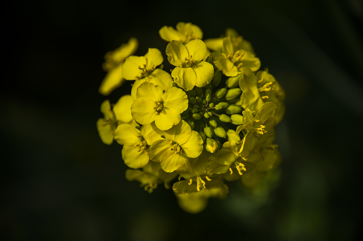 DSC_5666-f.jpg