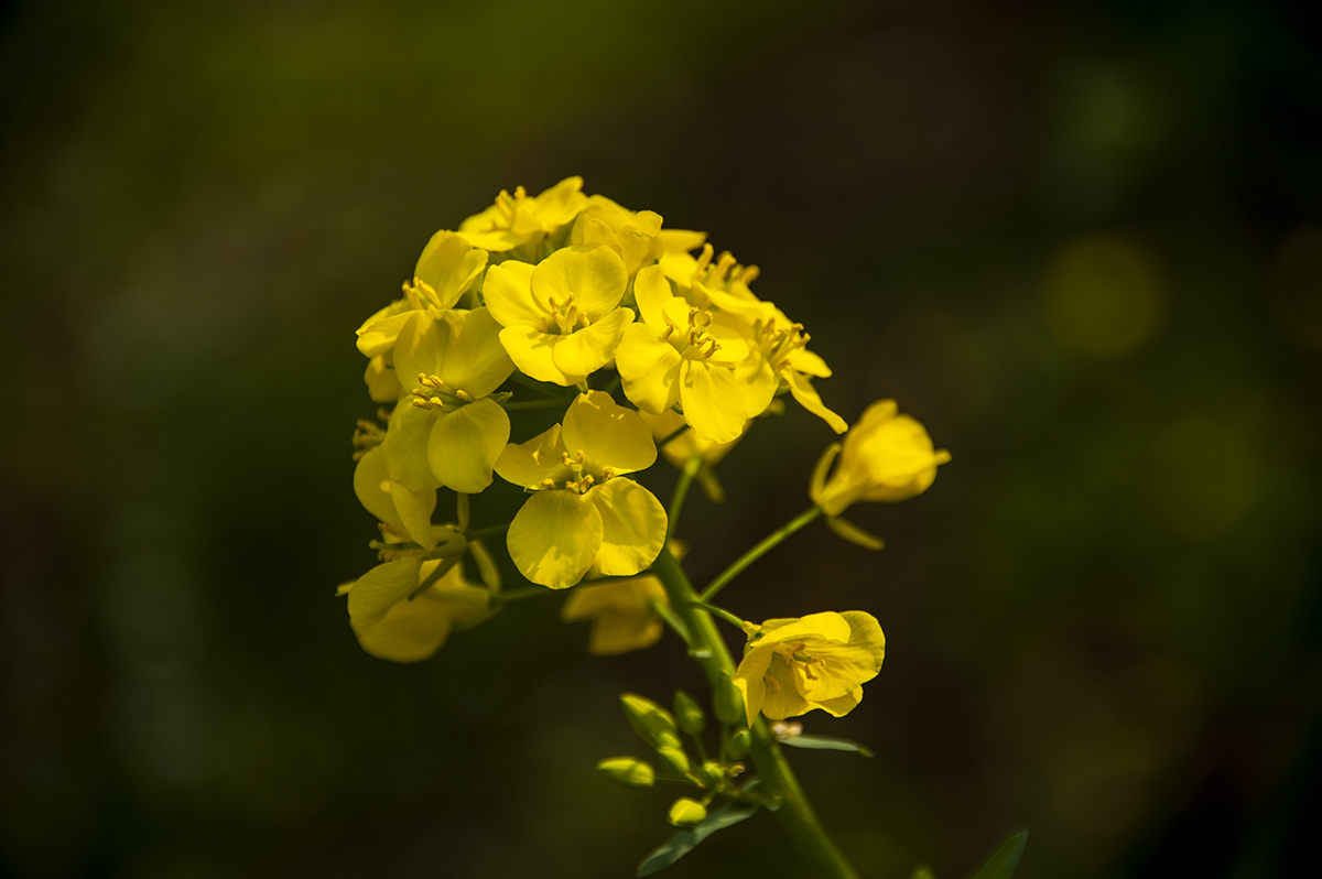 DSC_5686-f.jpg