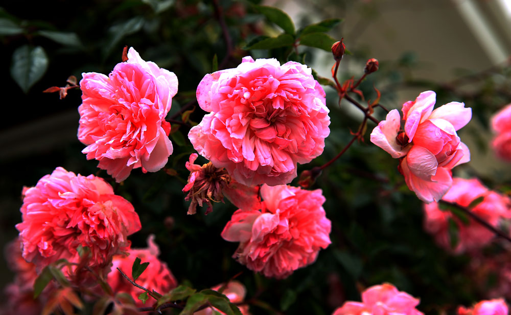 AE4A6759.jpg