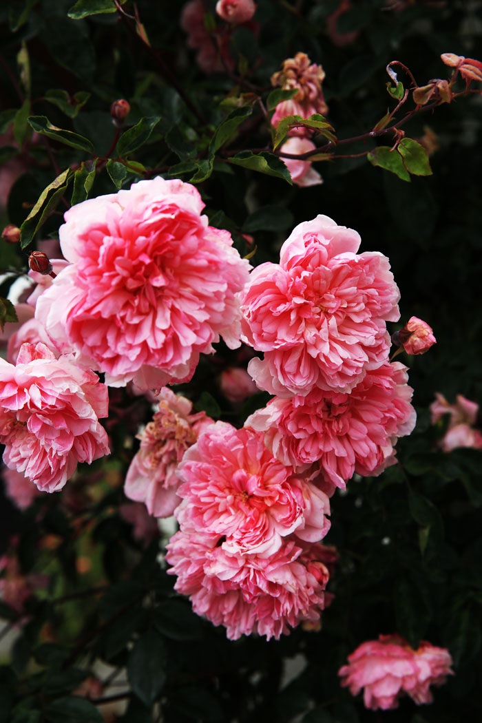 AE4A6765.jpg