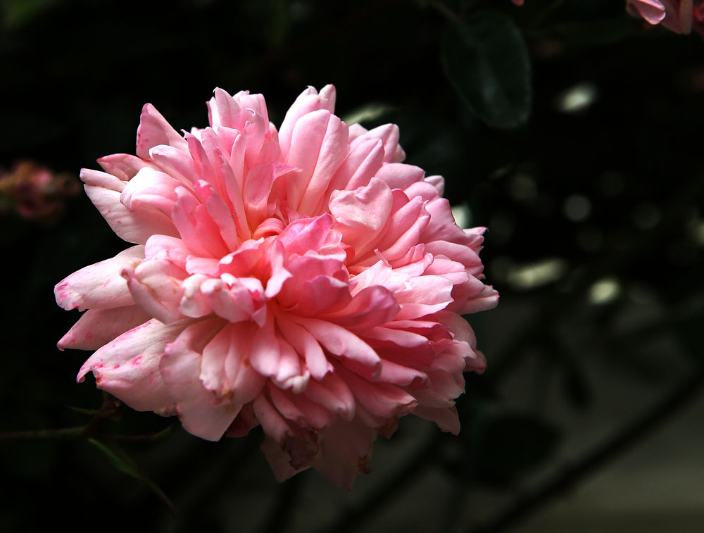AE4A6770.jpg