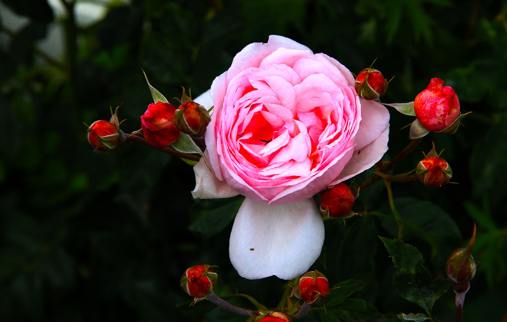 AE4A6773.jpg
