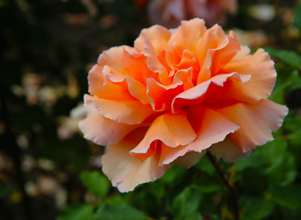 AE4A7322.jpg
