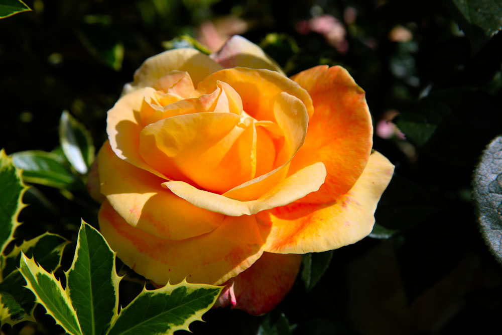 AE4A7353.jpg