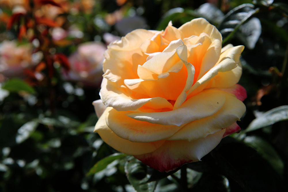 AE4A7354.jpg