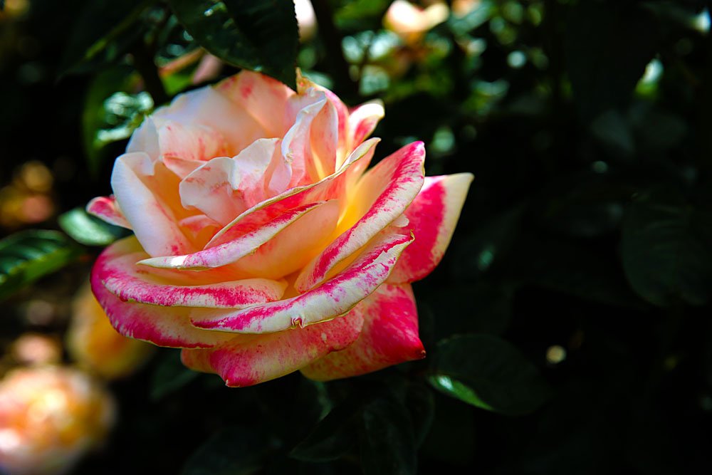 AE4A7355.jpg