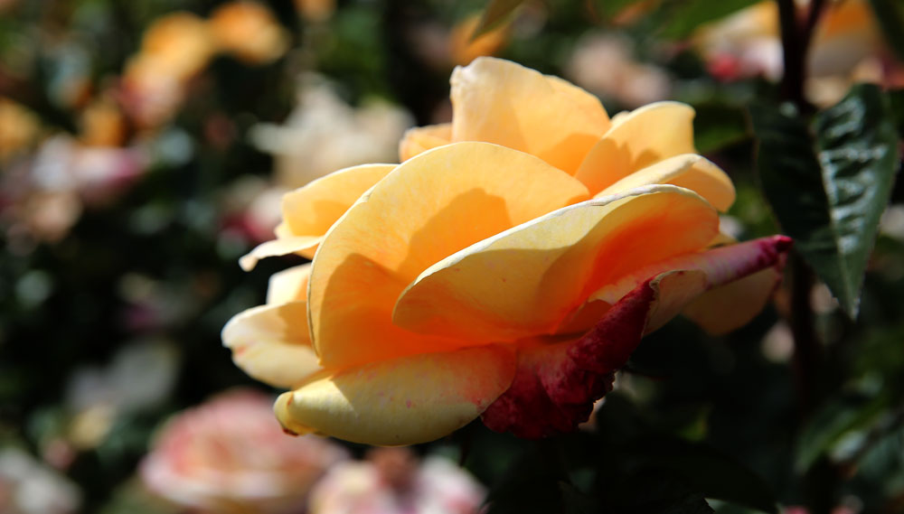 AE4A7356.jpg
