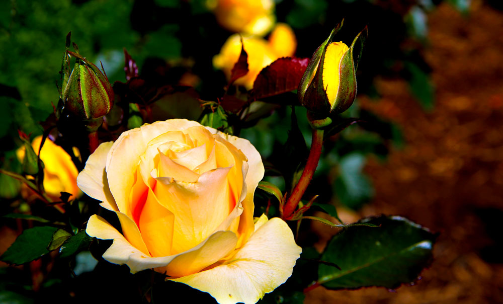 AE4A7359.jpg