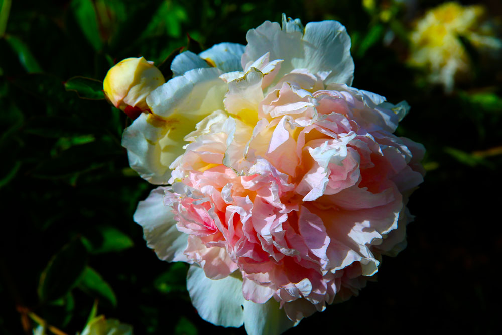 AE4A7361.jpg