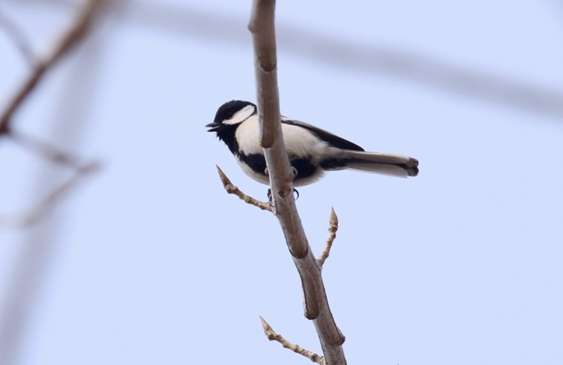 IMG_9544_副本.jpg
