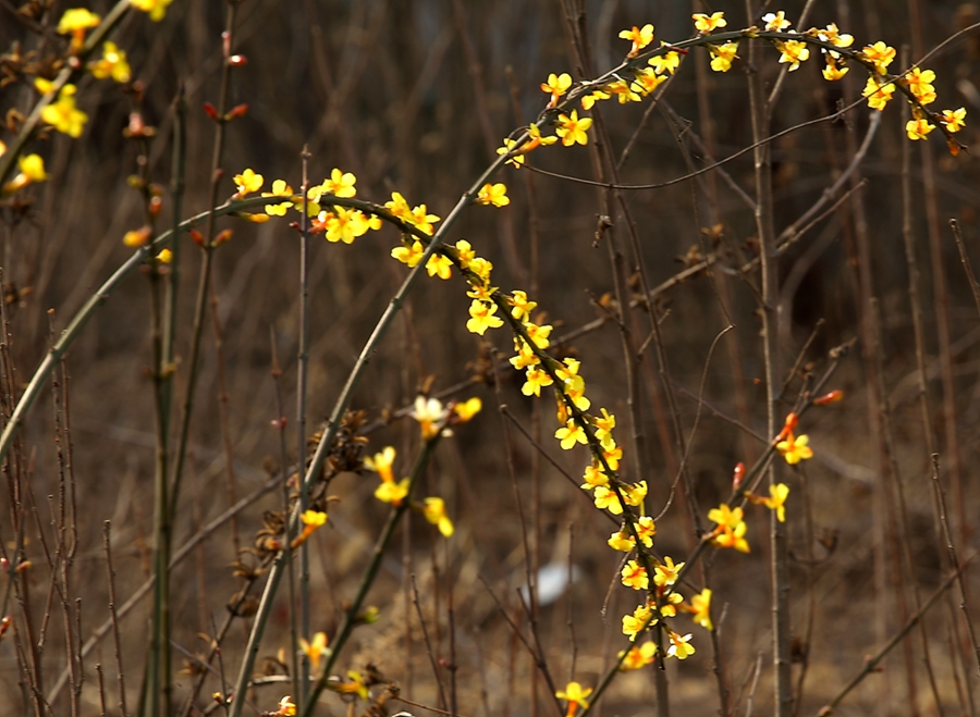 _MG_9965.jpg
