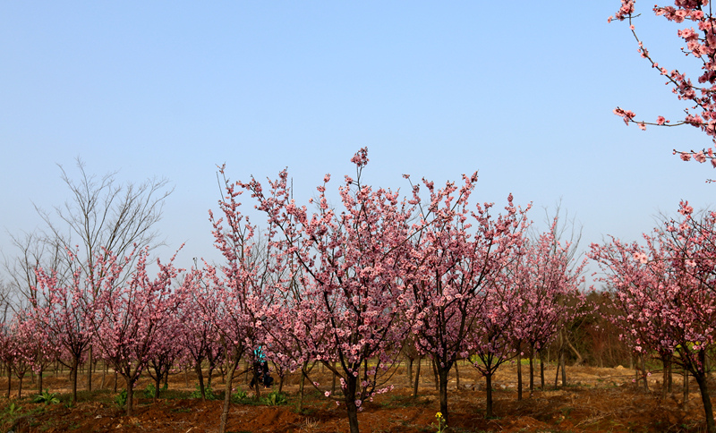 IMG_6105_副本.jpg