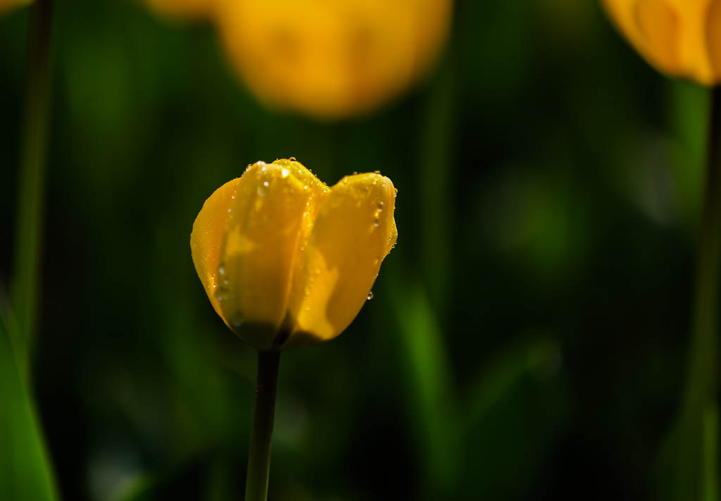 20150322-HG2A9417.jpg