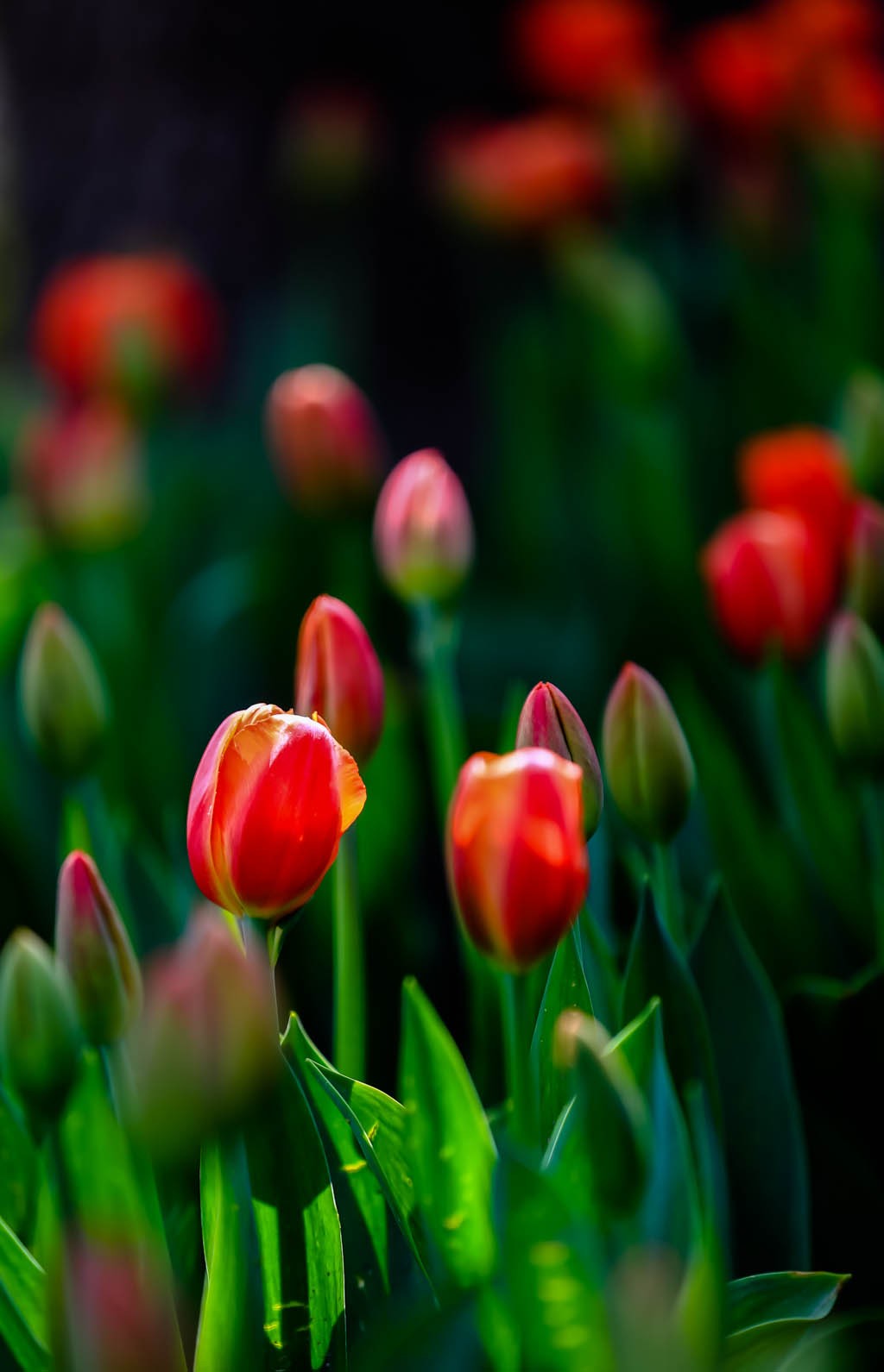 20150322-HG2A9452.jpg