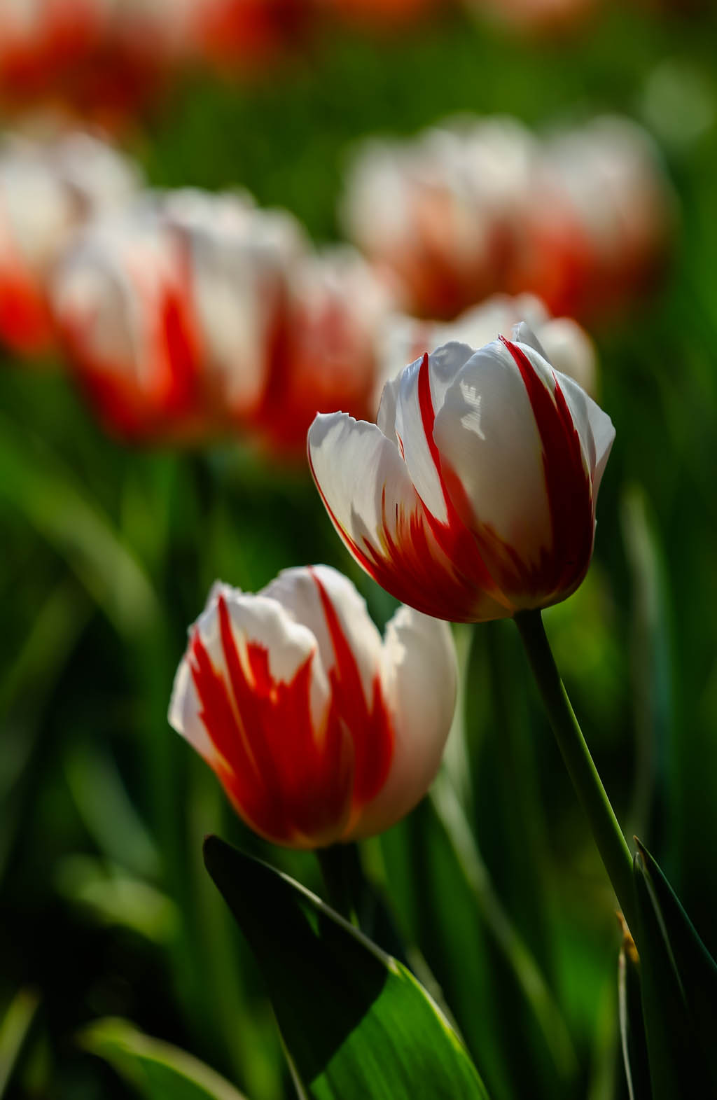 20150322-HG2A9572.jpg