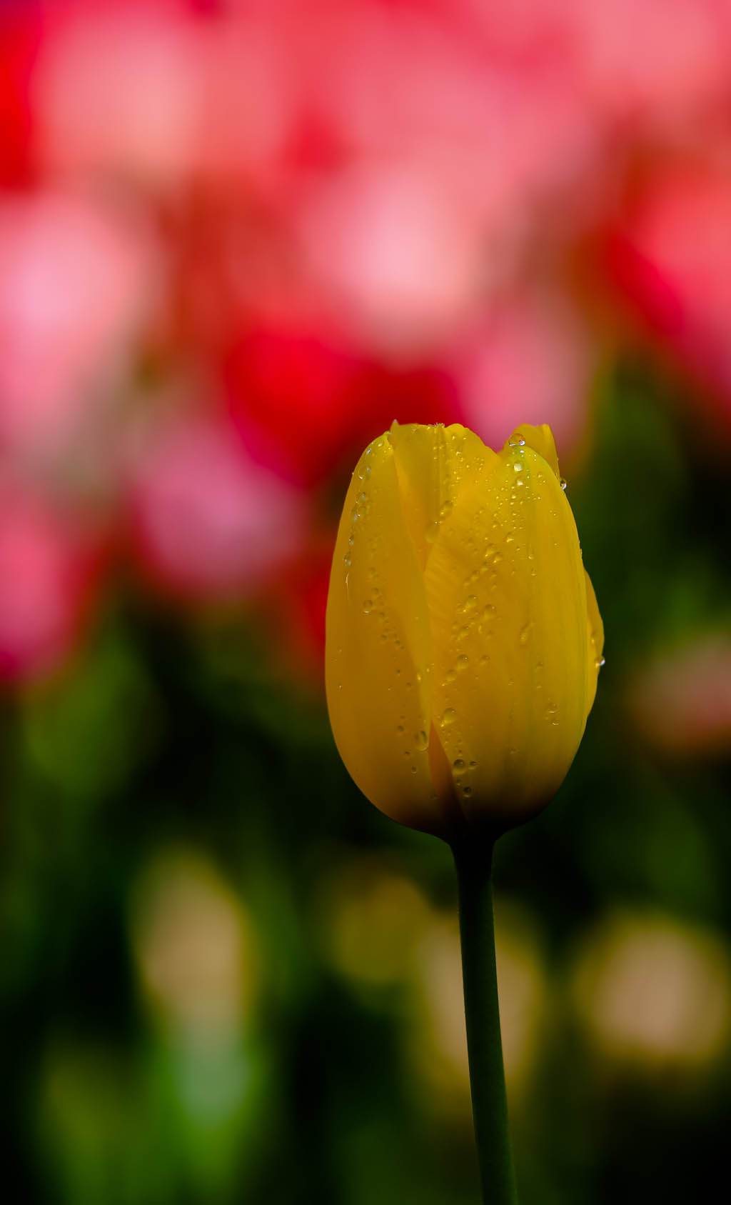 20150322-HG2A9582.jpg