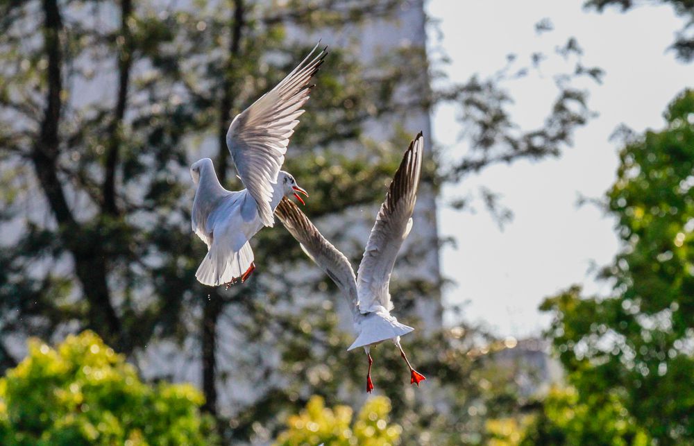 20150306-_MG_8356_副本.jpg