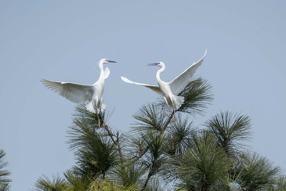 DSC_2251.jpg