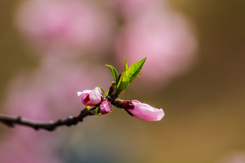 桃花-1.jpg