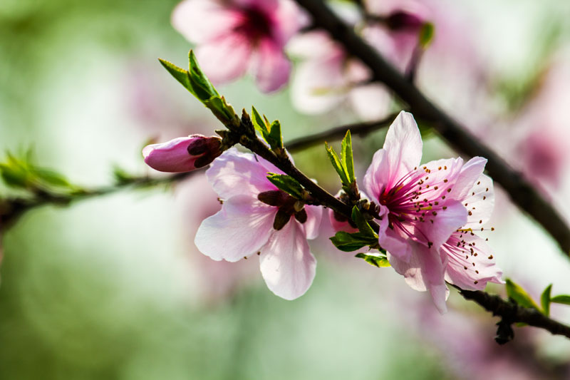 桃花-4.jpg