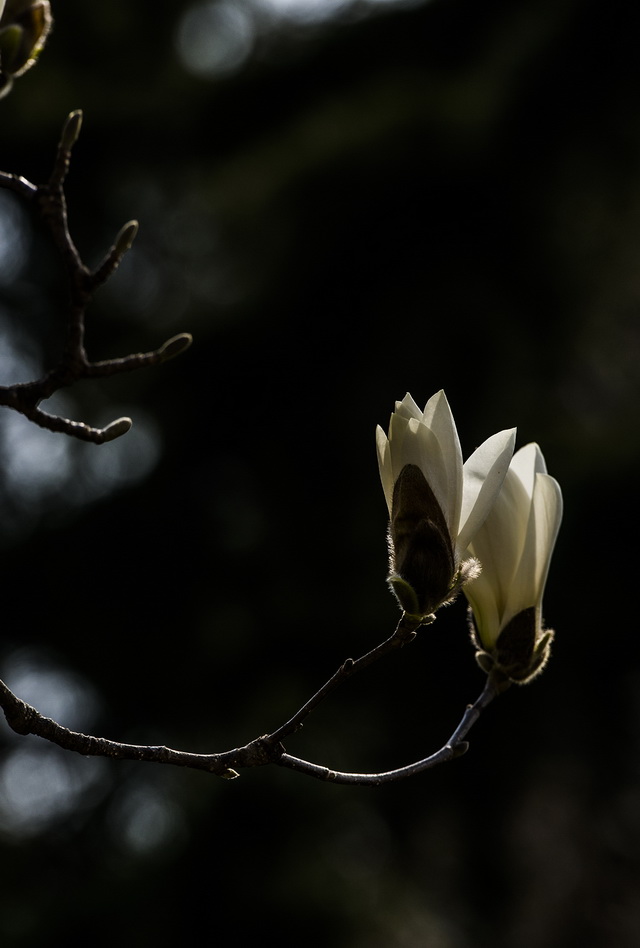 _DSC8736副本-001.jpg