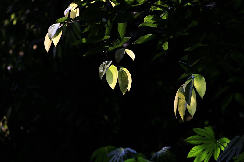_MG_4556_副本.jpg