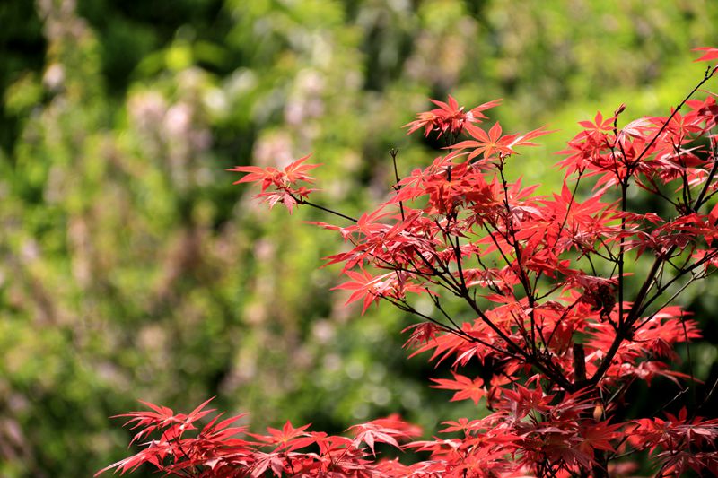 _MG_4616_副本.jpg