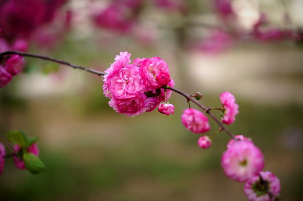 DSC01752_副本.jpg