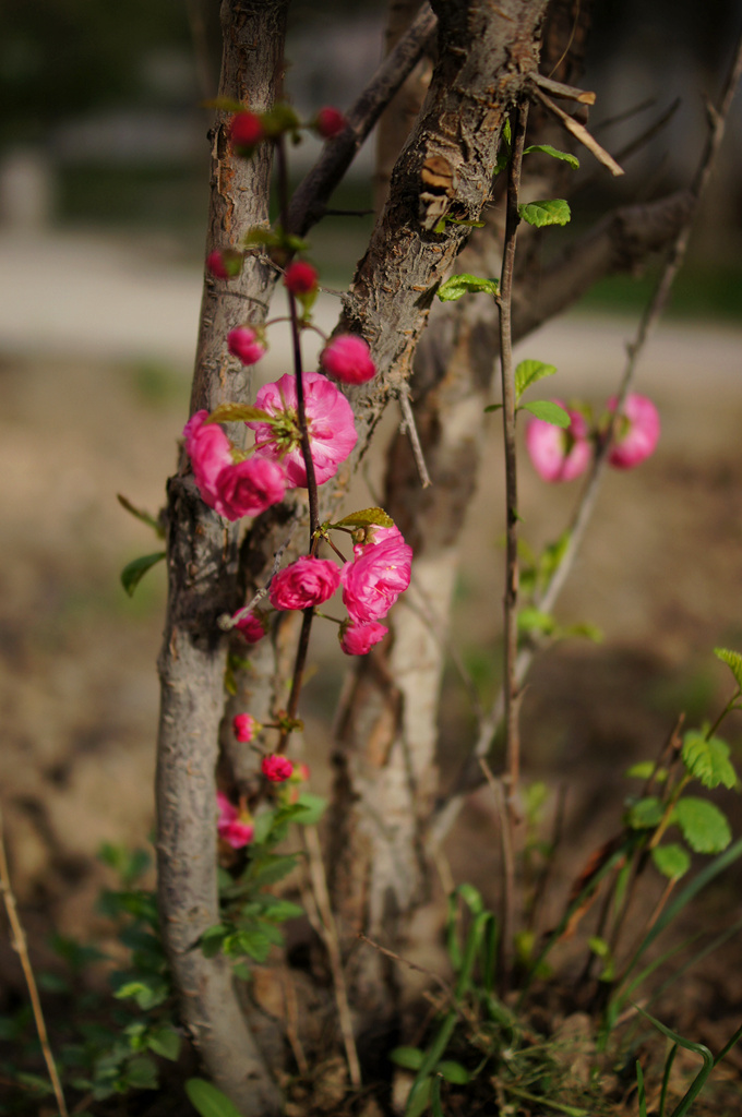 DSC01769_副本.jpg