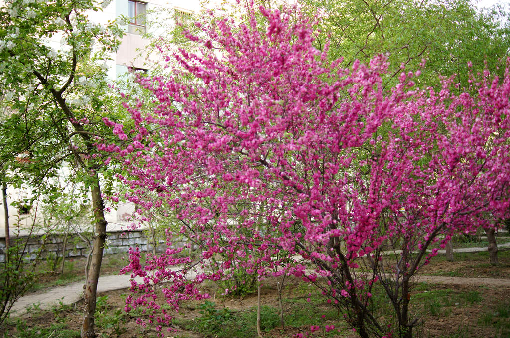 DSC01754_副本.jpg