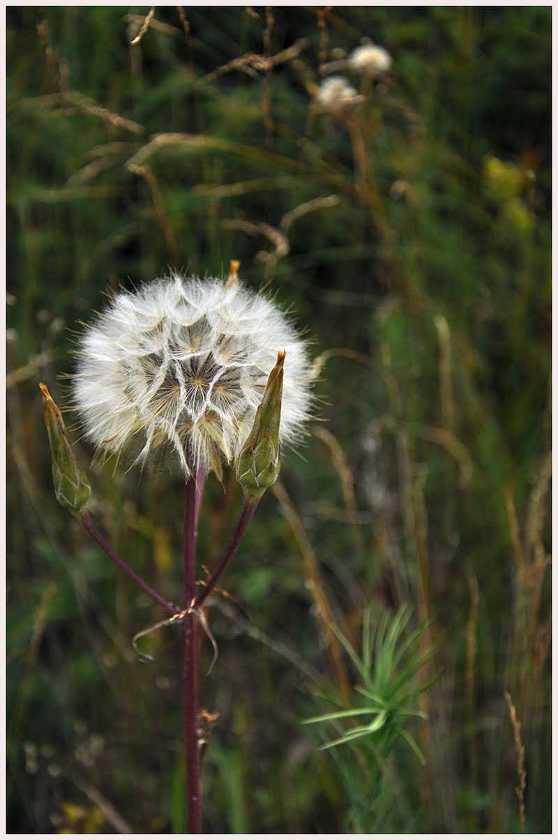 DSC_0531.JPG
